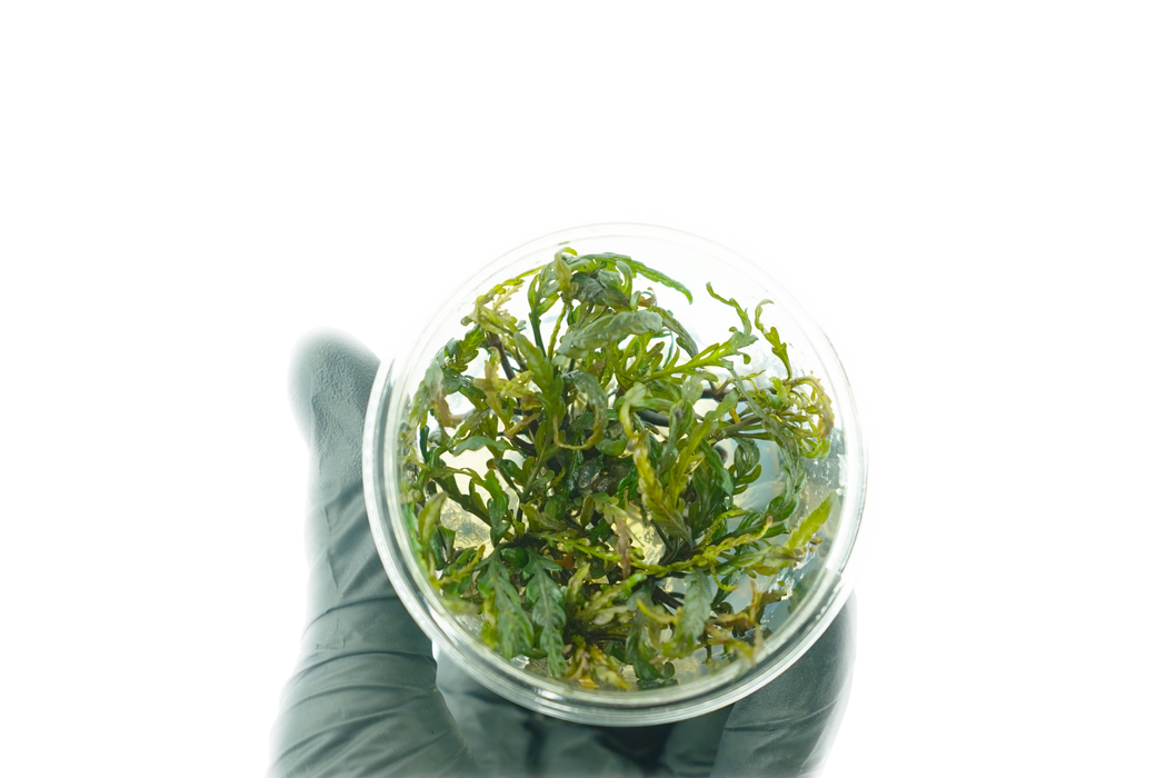 Hygrophila Pinnatifida - Tissue Culture