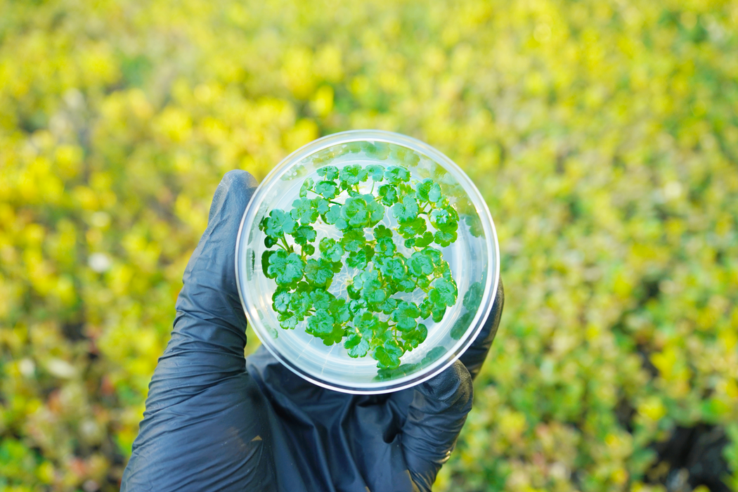 Hydrocotyle Sibthorpioides - Tissue Culture