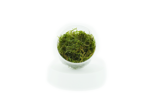 Java Moss - Vesicularia Dubyana - In Cup