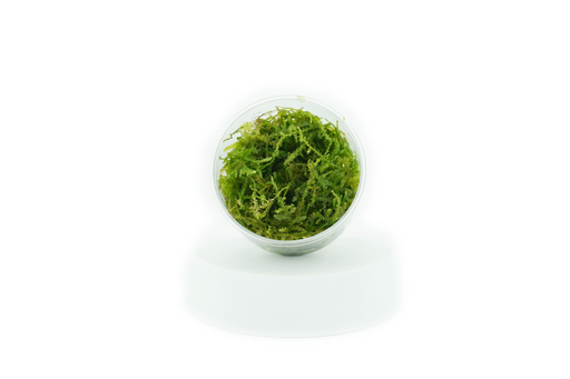 Christmas Moss - Vesicularia Christmas - In Cup