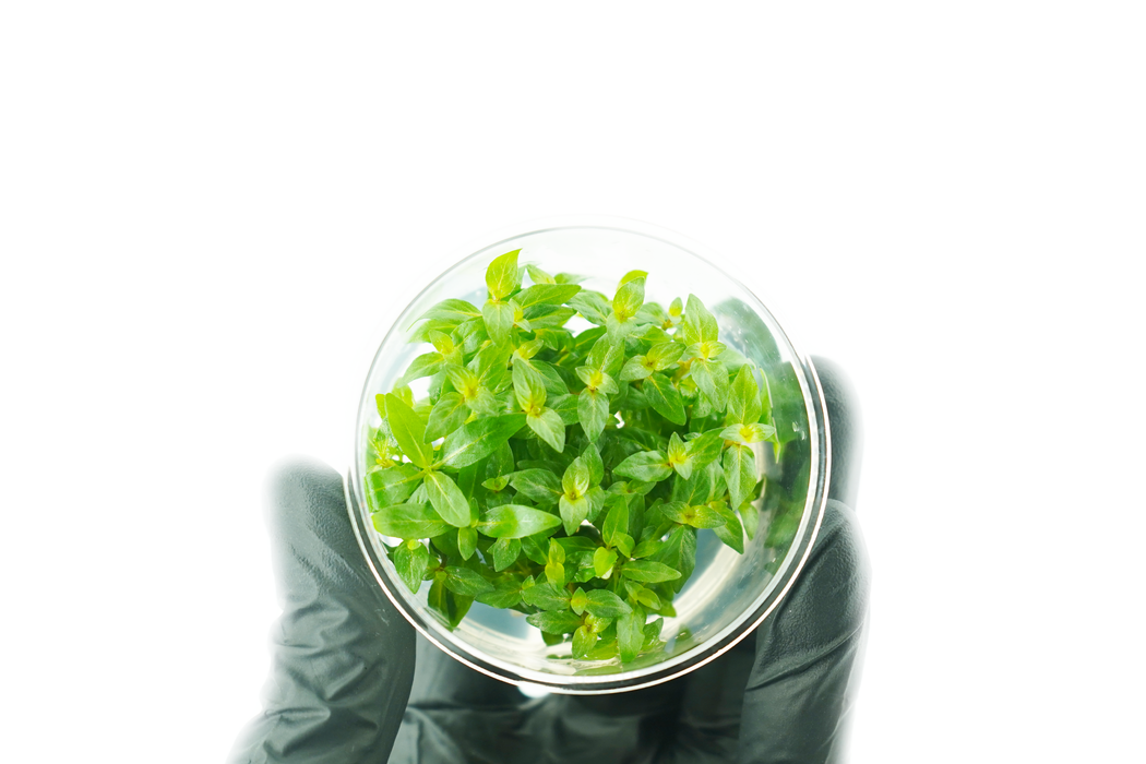 Staurogyne Repens - Tissue Culture