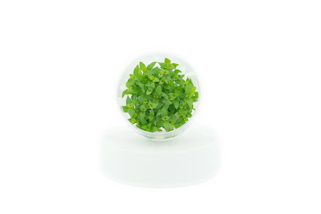 Staurogyne Repens - Tissue Culture