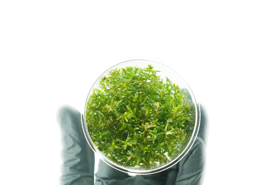 Rotala Rotundifolia H'RA - Tissue Culture