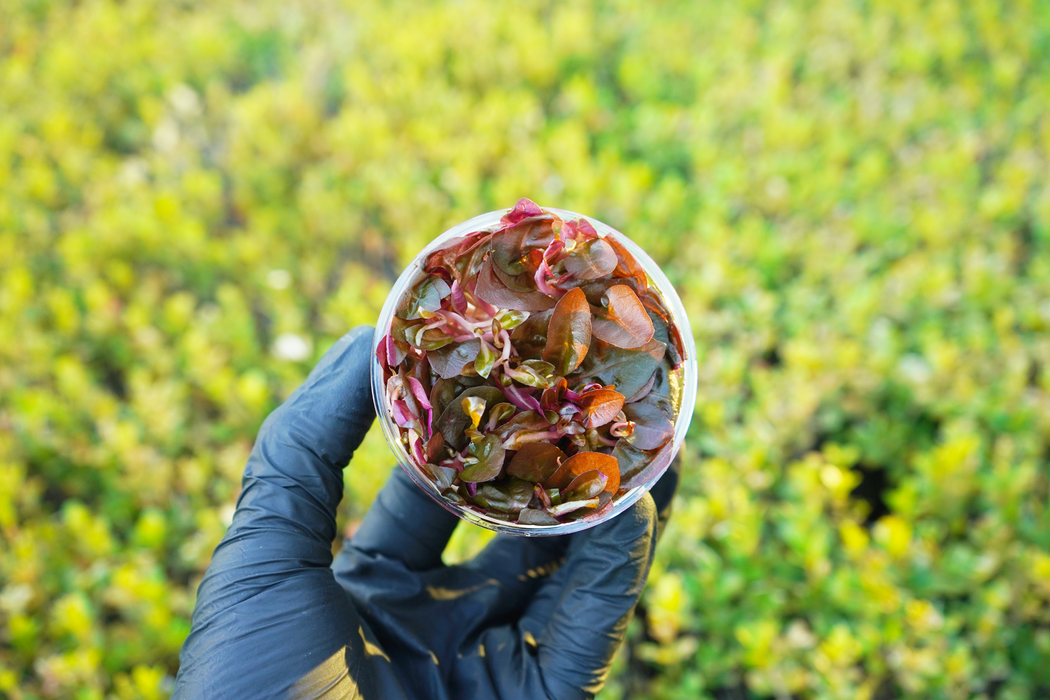 Alternanthera Reineckii Rosaefolia - Tissue Culture