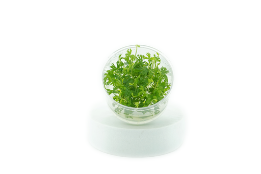 Ranunculus Inundatus - Tissue Culture