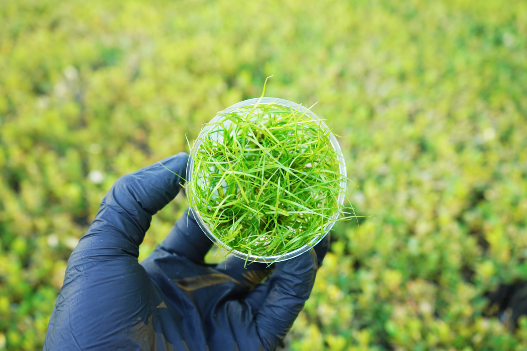 Juncus Repens - Tissue Culture