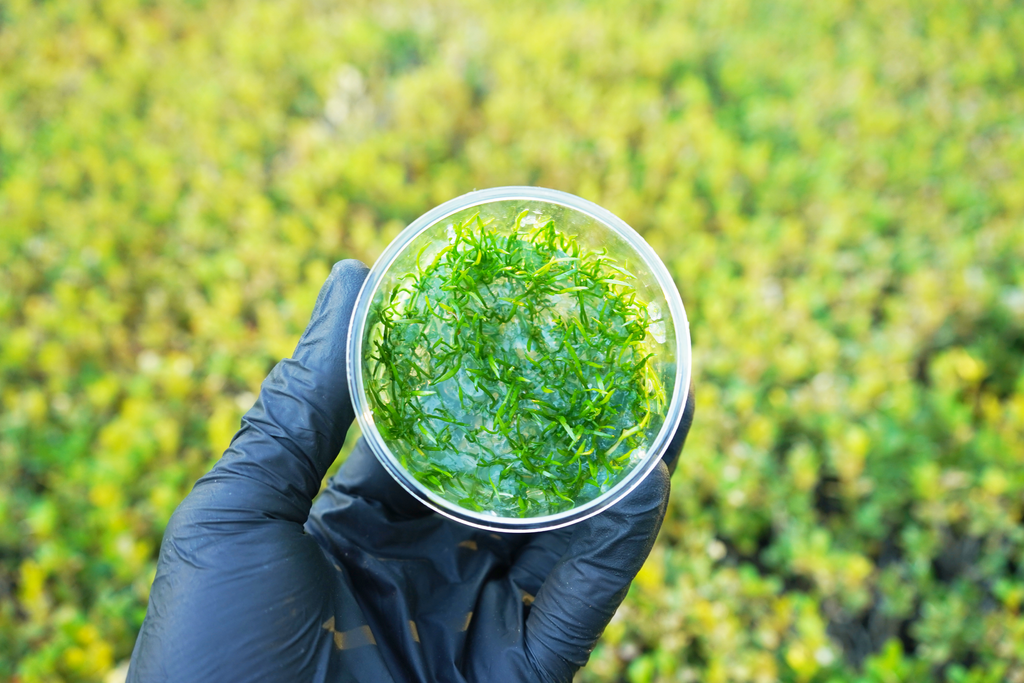 Micro Sword - Lilaeopsis Novaezelandiae - Tissue Culture — GreenproAquatic