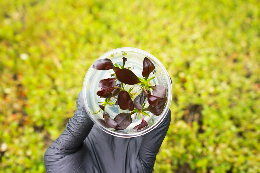 Aflame Sword - Echinodorus Aflame - Tissue Culture — GreenproAquatic