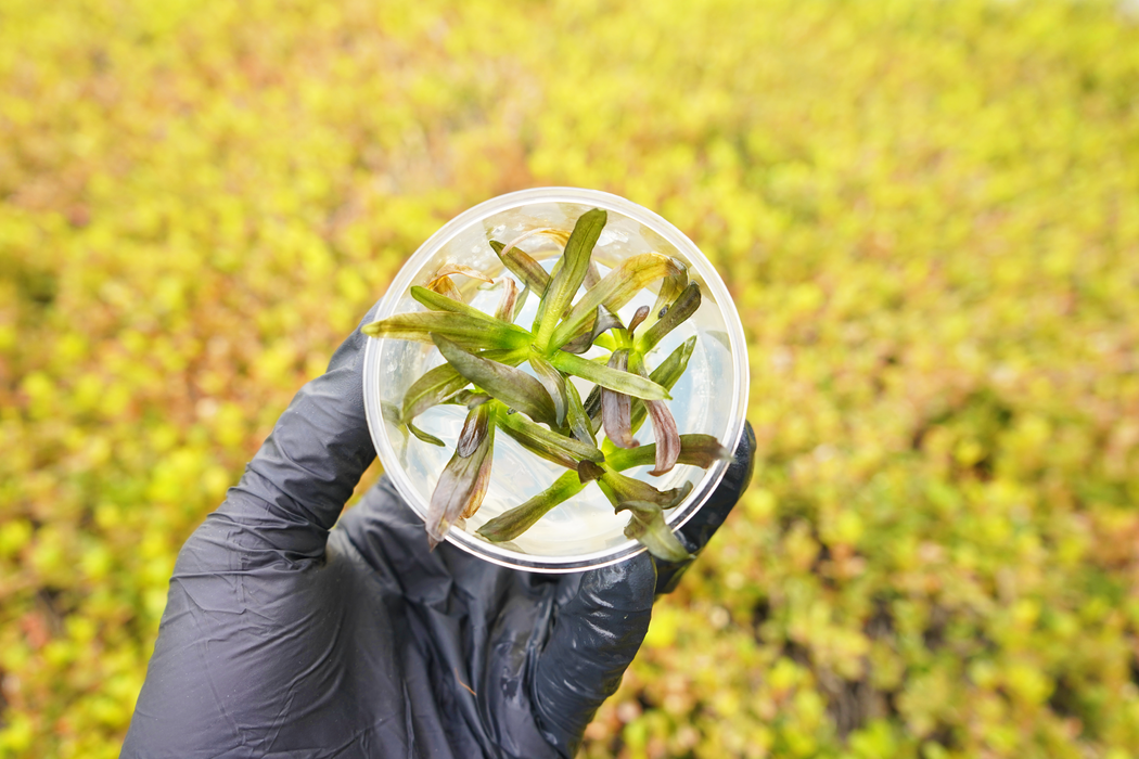 Echinodorus Horemanii Red - Tissue Culture