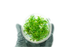 Cryptocoryne Parva - Tissue Culture