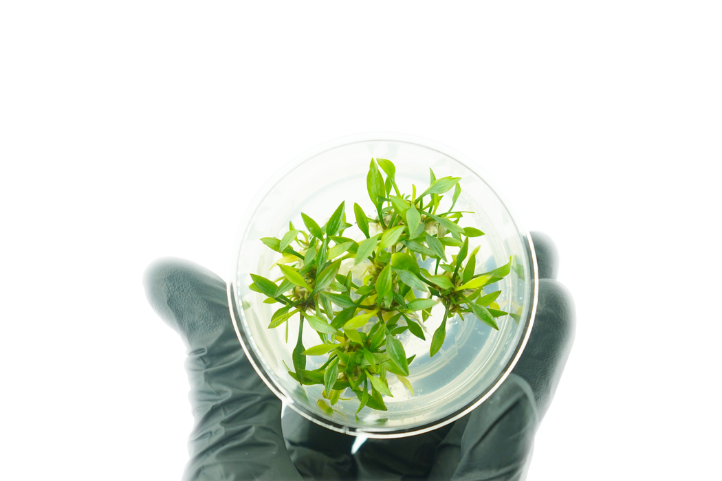 Cryptocoryne Lutea - Tissue Culture