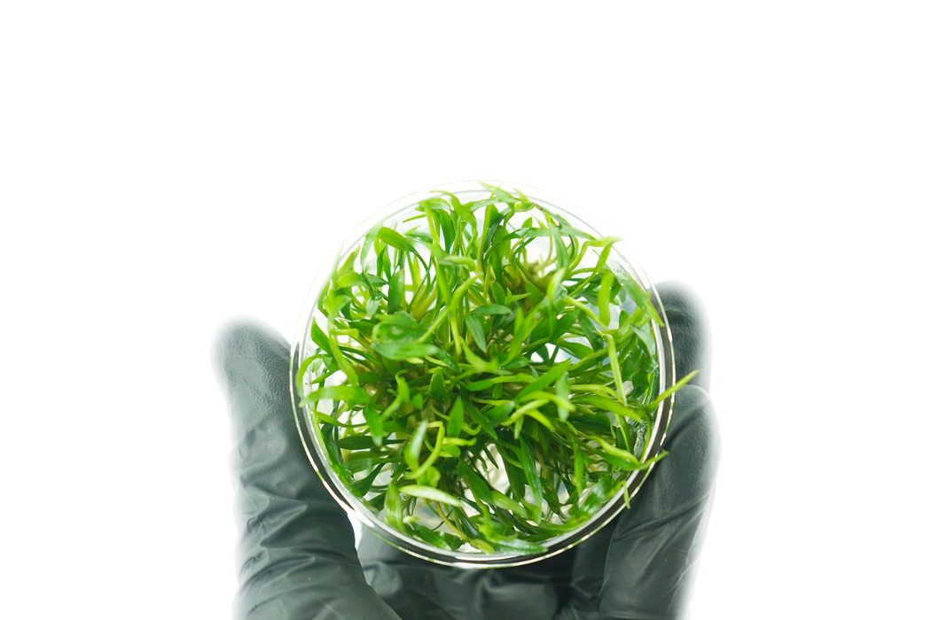 Cryptocoryne Lucens - Tissue Culture