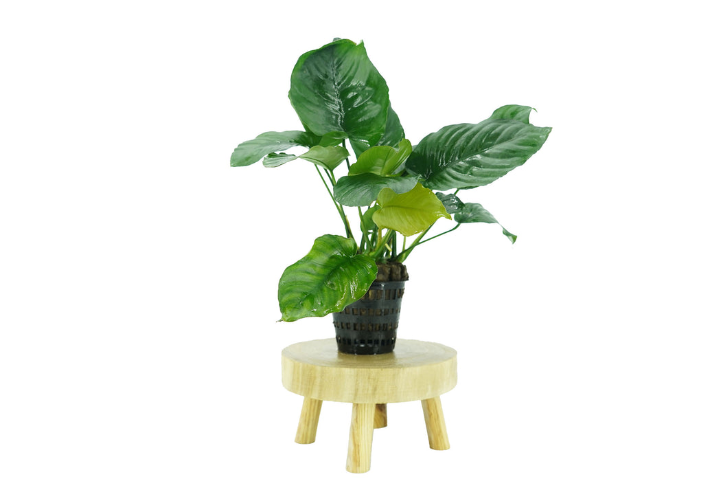 Anubias Barteri Broad Leaf - Mother Pot