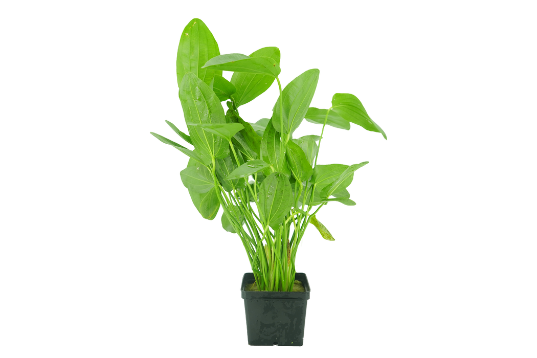 Amazon Sword - Echinodorus Ozelot - Mother Pot