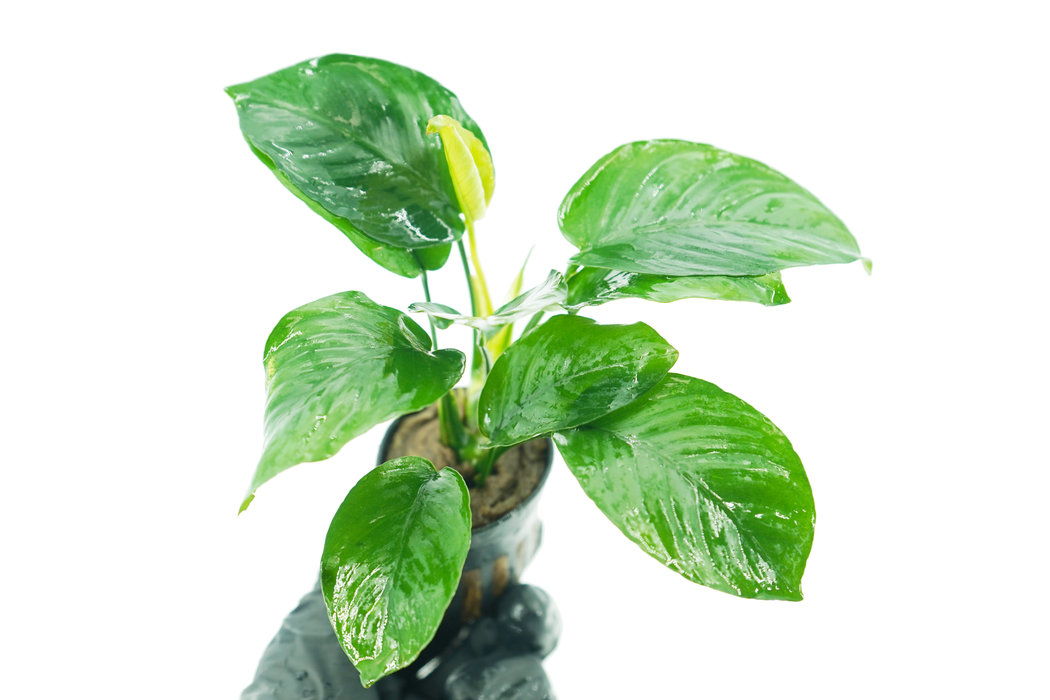 Anubias Barteri Broad Leaf - Potted