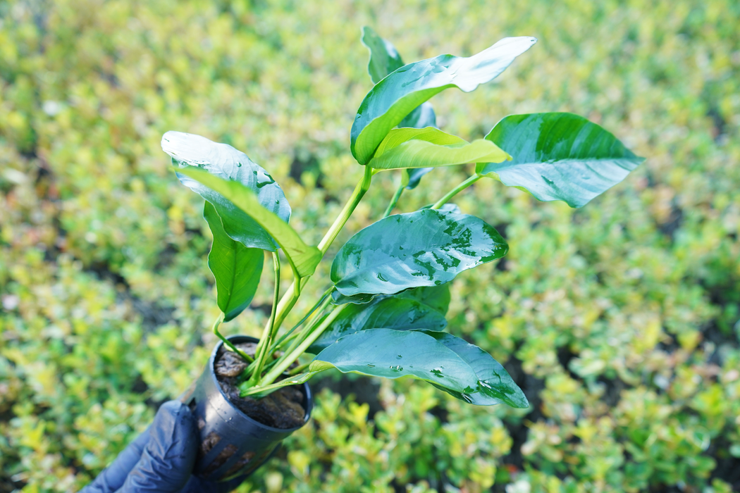 Anubias Barteri Var Barteri - Potted