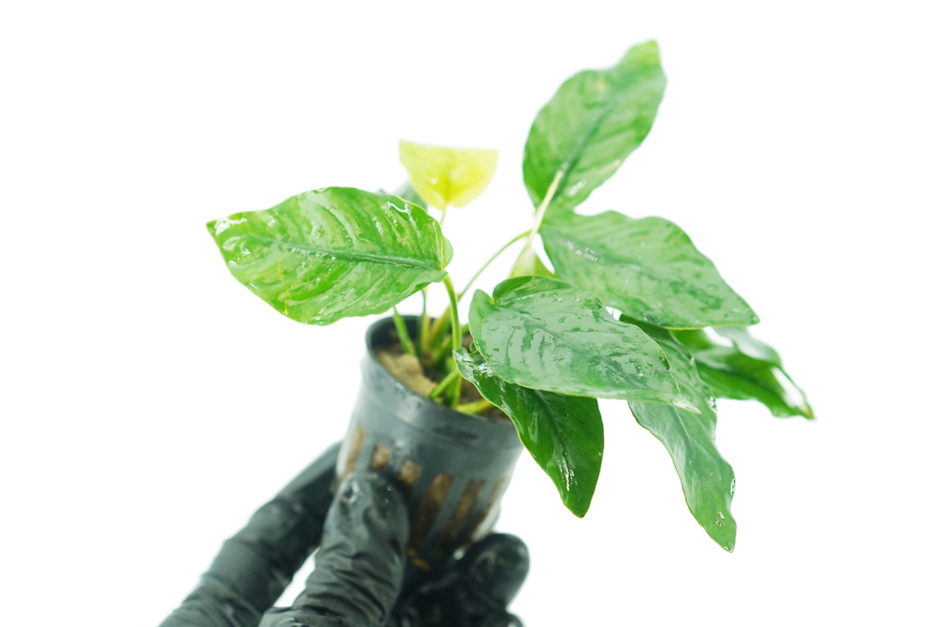 Anubias Nana - Potted