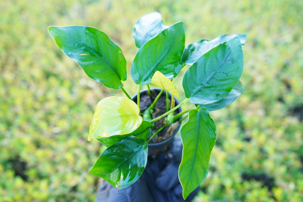 Anubias Nana - Potted