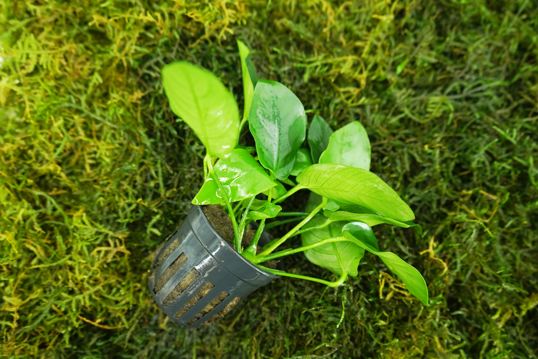 Anubias Nana - Potted