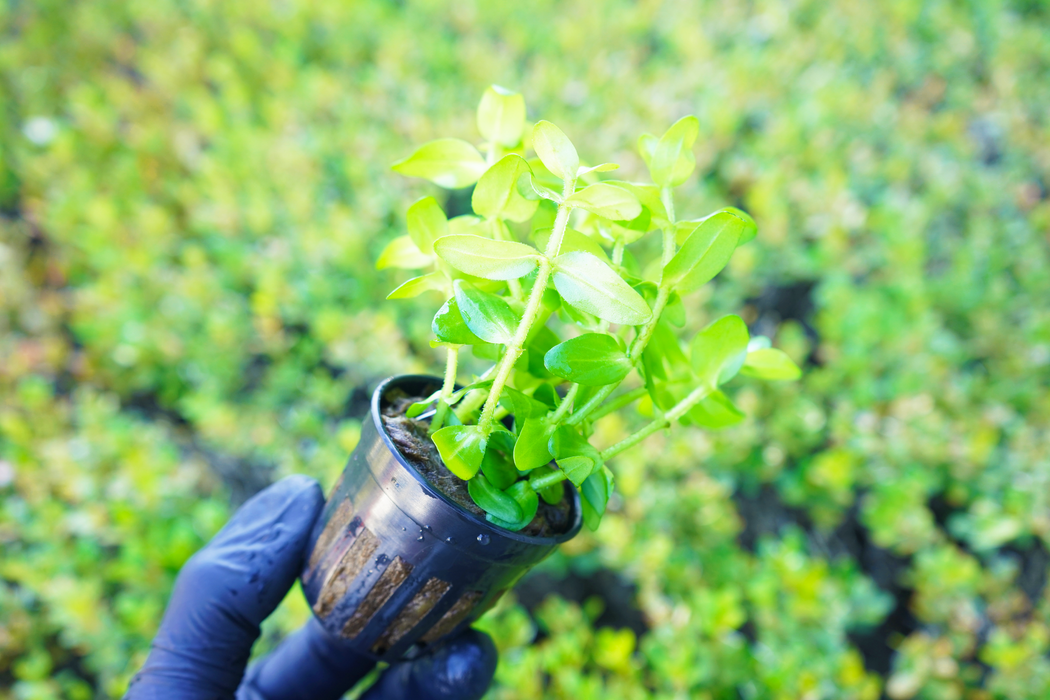 Bacopa Caroliniana - Bacopa Amplexicaulis - Potted