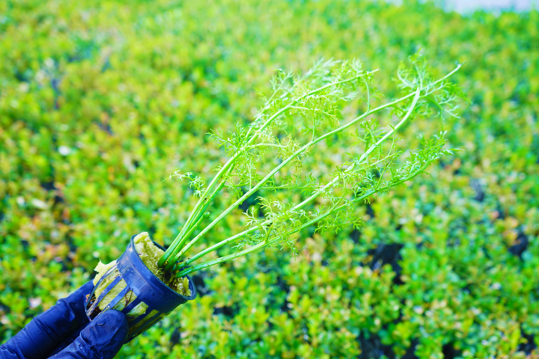 Water Sprite - Ceratopteris Thalictroides - Potted