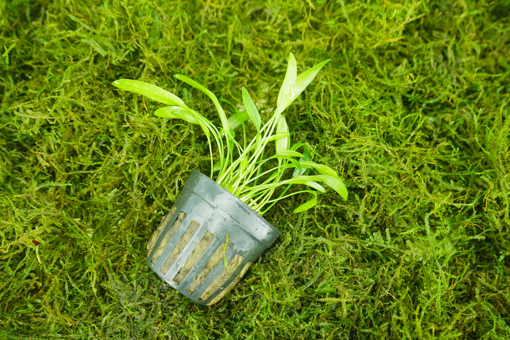 Cryptocoryne Lucens - Potted