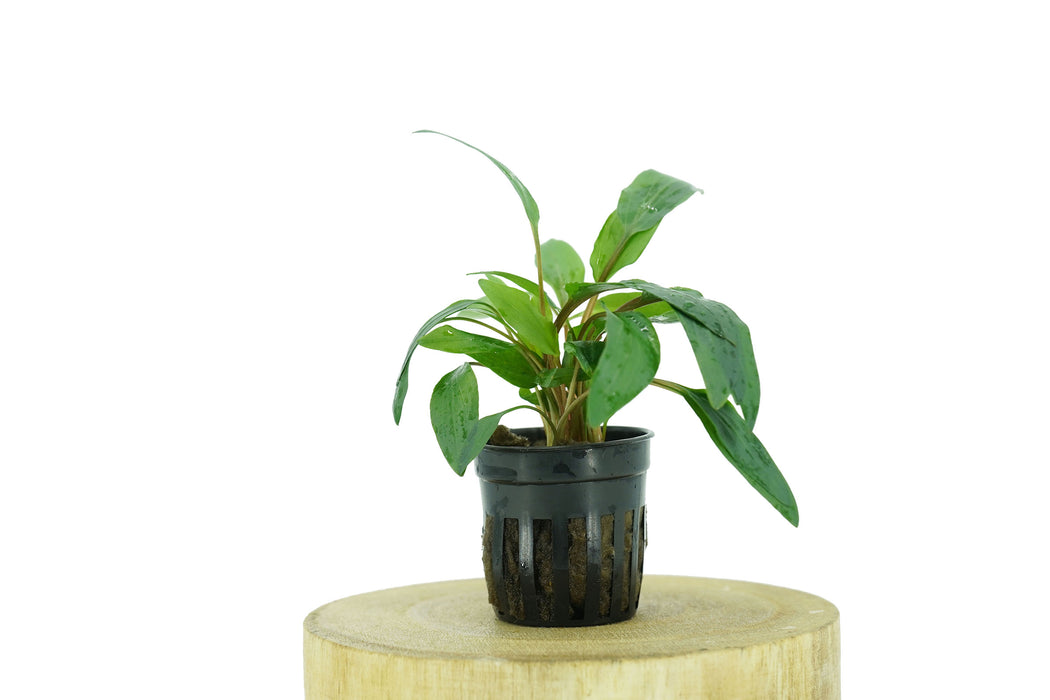 Cryptocoryne Petchii - Potted