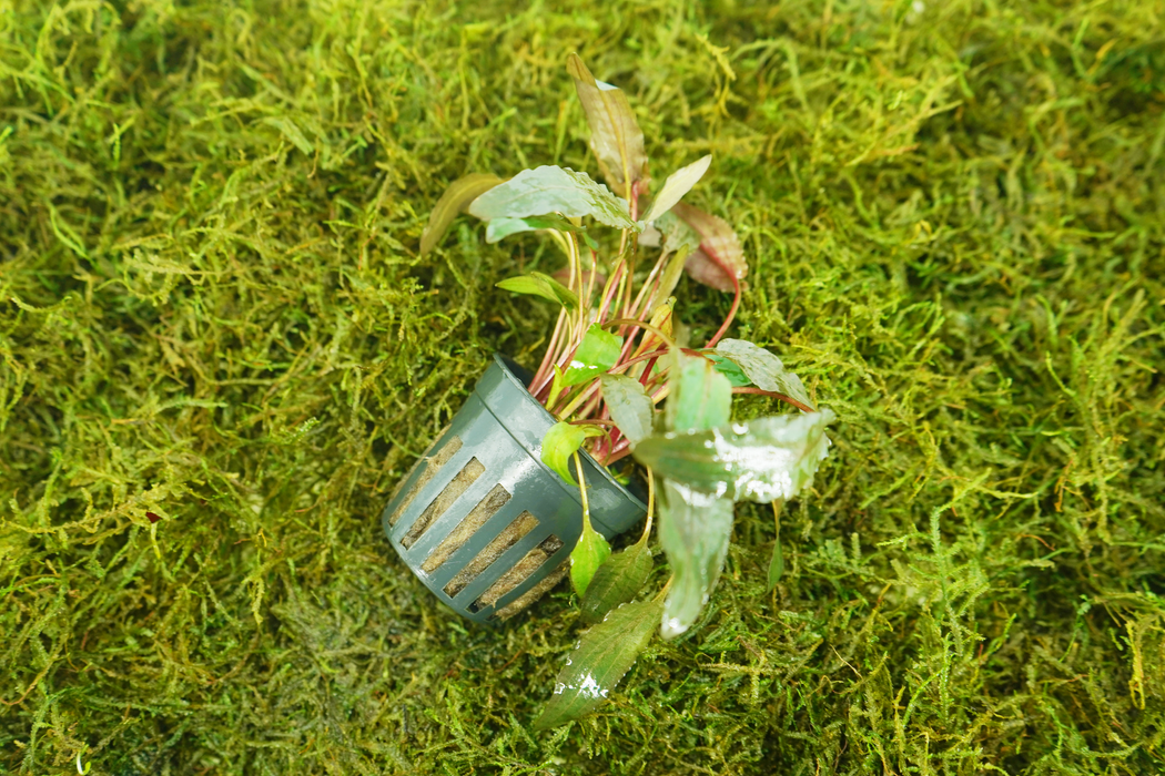 Cryptocoryne Wendtii Brown - Potted