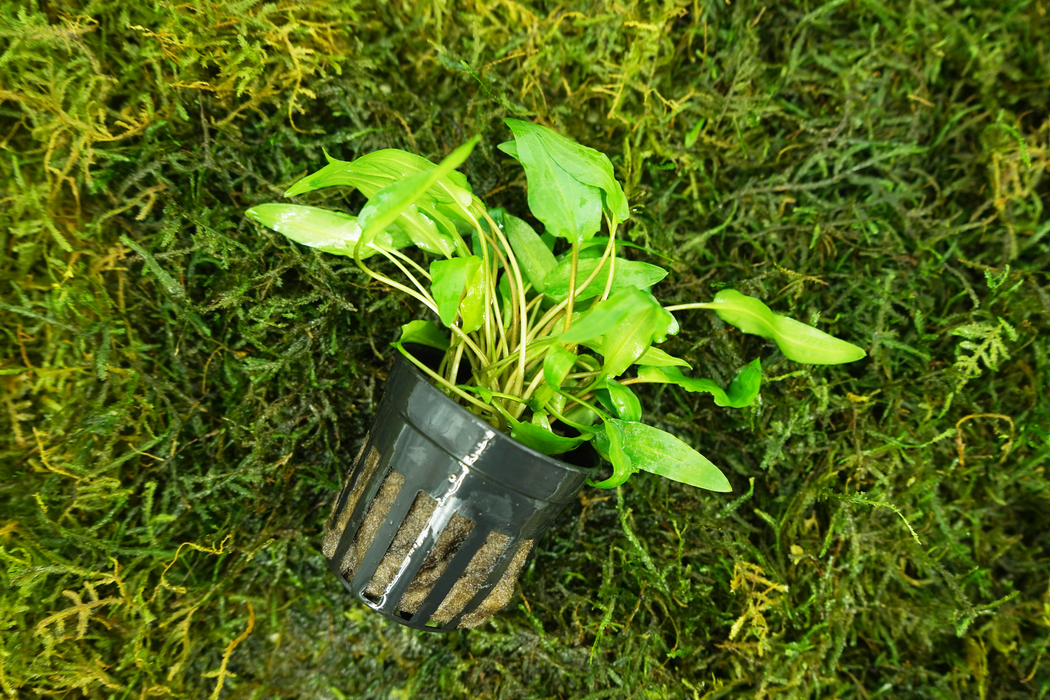 Cryptocoryne Wendtii Green - Potted