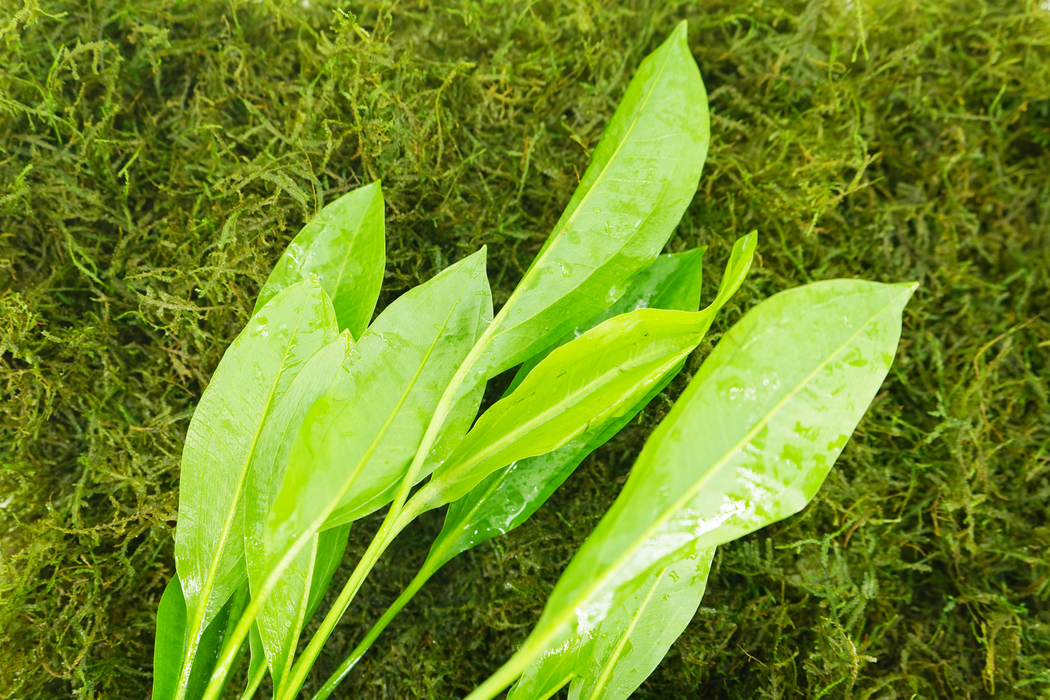 Amazon Sword - Echinodorus Bleheri - Potted