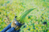 Dwarf Hair Grass - Eleocharis Parvula - Potted