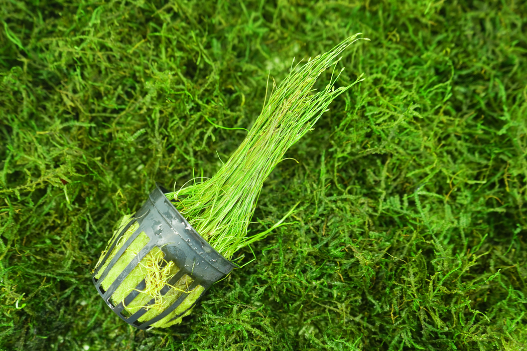 Dwarf Hair Grass - Eleocharis Parvula - Potted