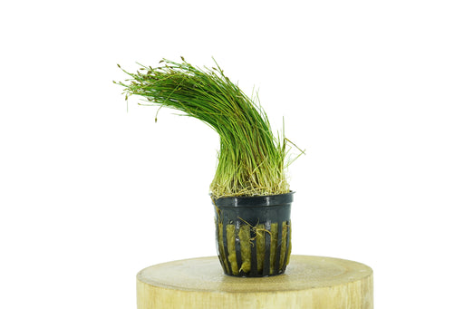 Dwarf Hair Grass - Eleocharis Parvula - Potted