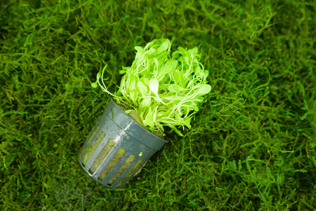 Glosso - Glossostigma Elatinoides - Potted