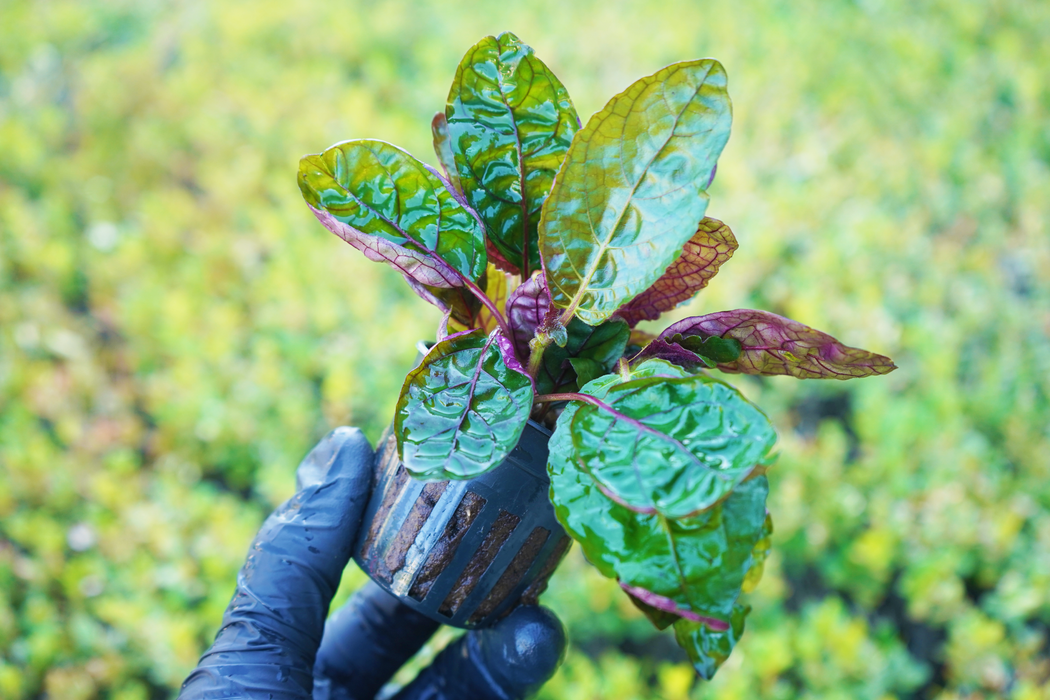 Purple Waffle - Hemigraphis Colorata - Potted