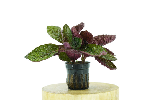 Purple Waffle - Hemigraphis Colorata - Potted