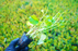 Brazilian Pennywort - Hydrocotyle Leucocephala - Potted