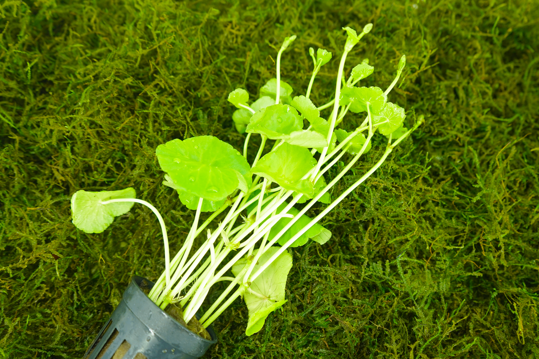 Brazilian Pennywort - Hydrocotyle Leucocephala - Potted