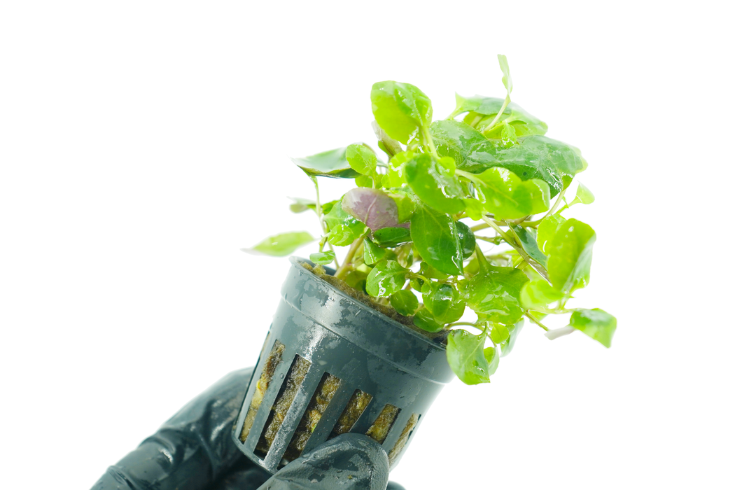 Lobelia Cardinalis - Potted