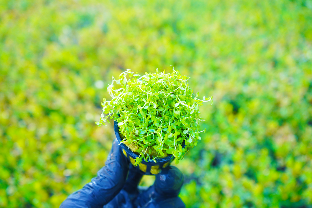 Pearl Weed - Hemianthus Micranthemoides - Potted