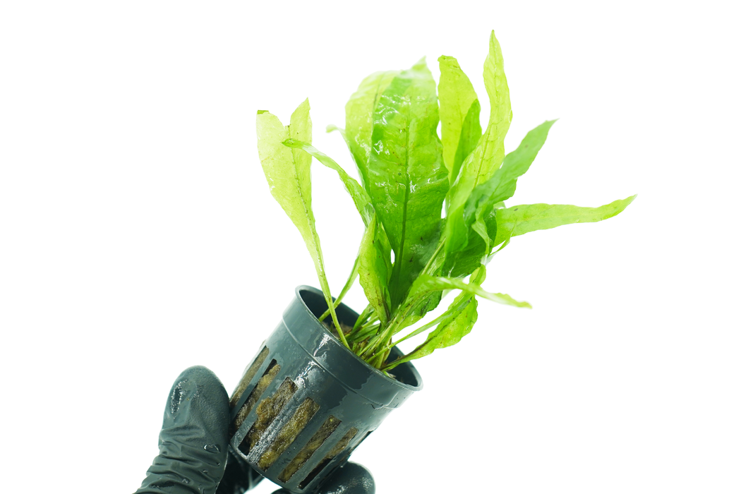 Java Fern - Microsorum Pteropus - Potted