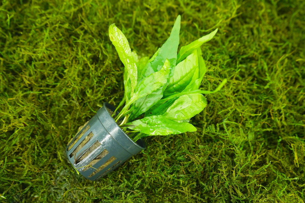 Java Fern - Microsorum Pteropus - Potted