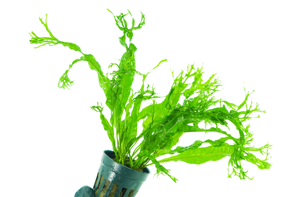Greenpro Java Fern Microsorum Pteropus L Potted Live Aquarium Plants For Aquatic Decorations