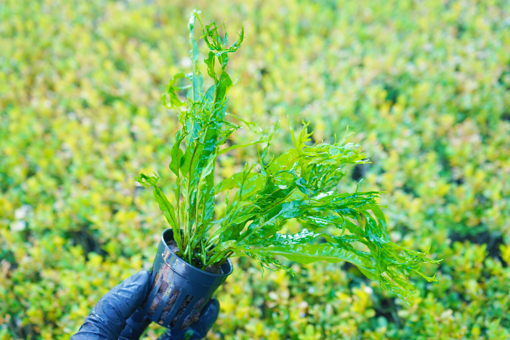 Java Fern Windelov - Microsorum Pteropus Windelov - Potted