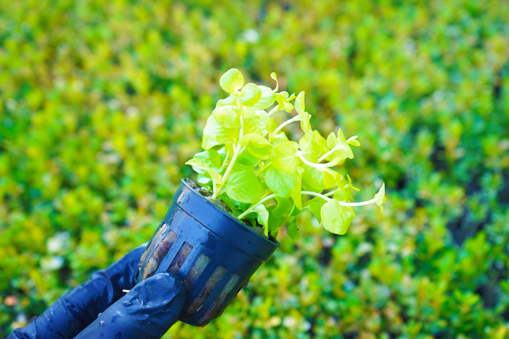 Golden Creeping Jenny - Lysimachia Nummularia Aurea - Potted