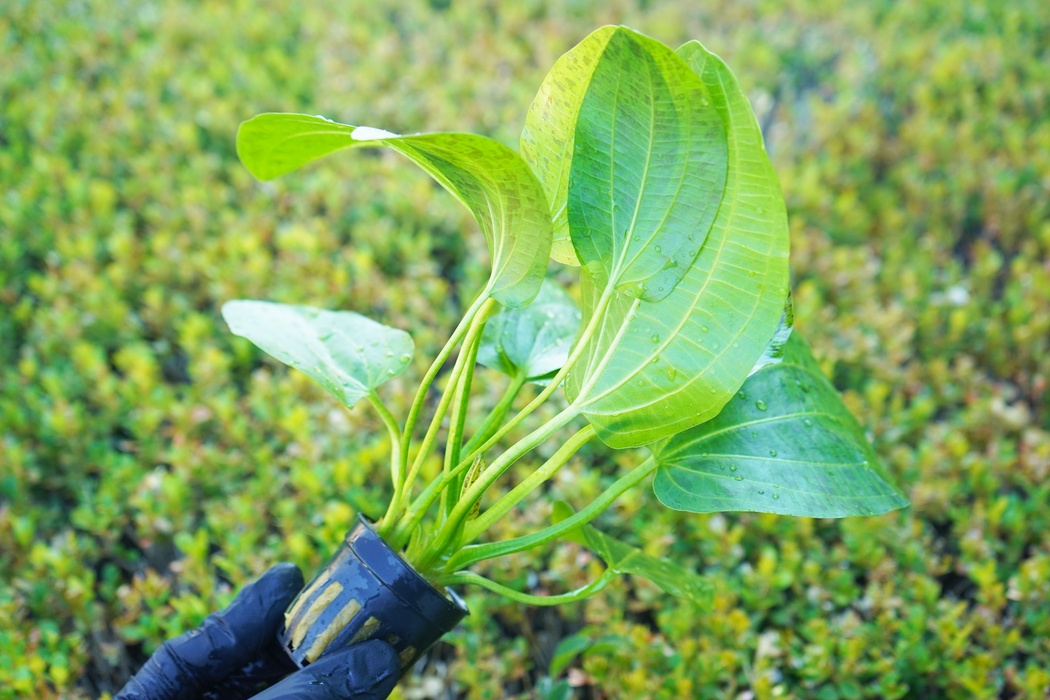 Ozelot Green Sword - Echinodorus Ozelot Green - Potted