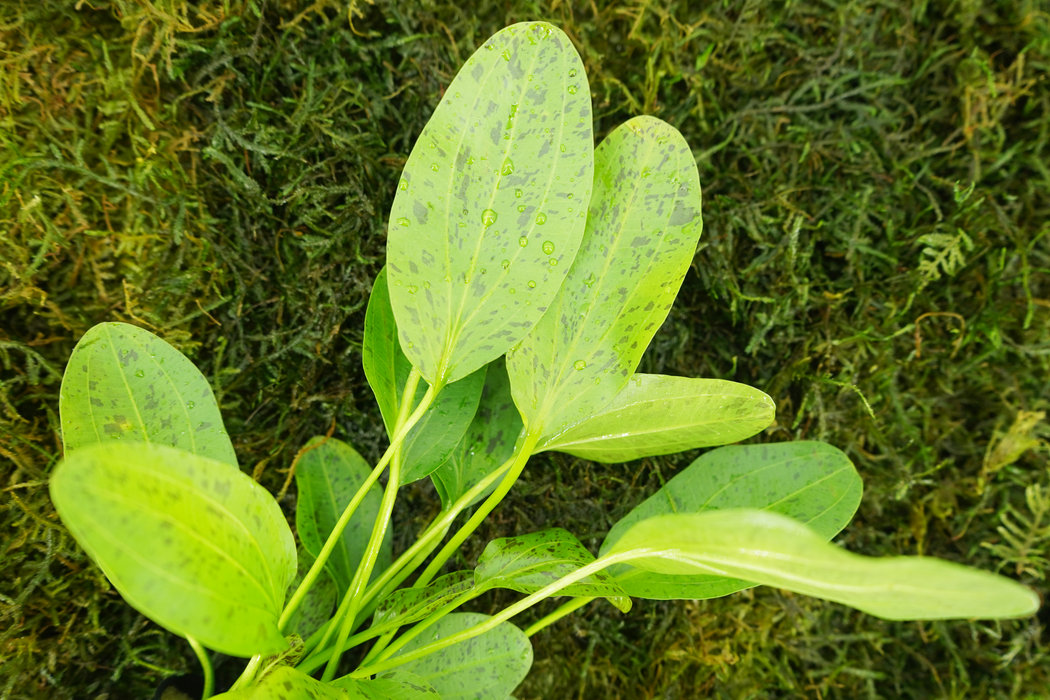 Ozelot Green Sword - Echinodorus Ozelot Green - Potted