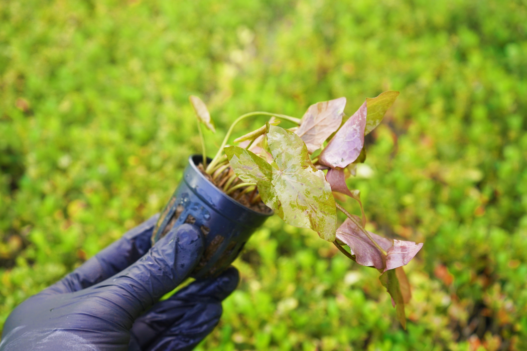 Nymphaea Rubra - Potted