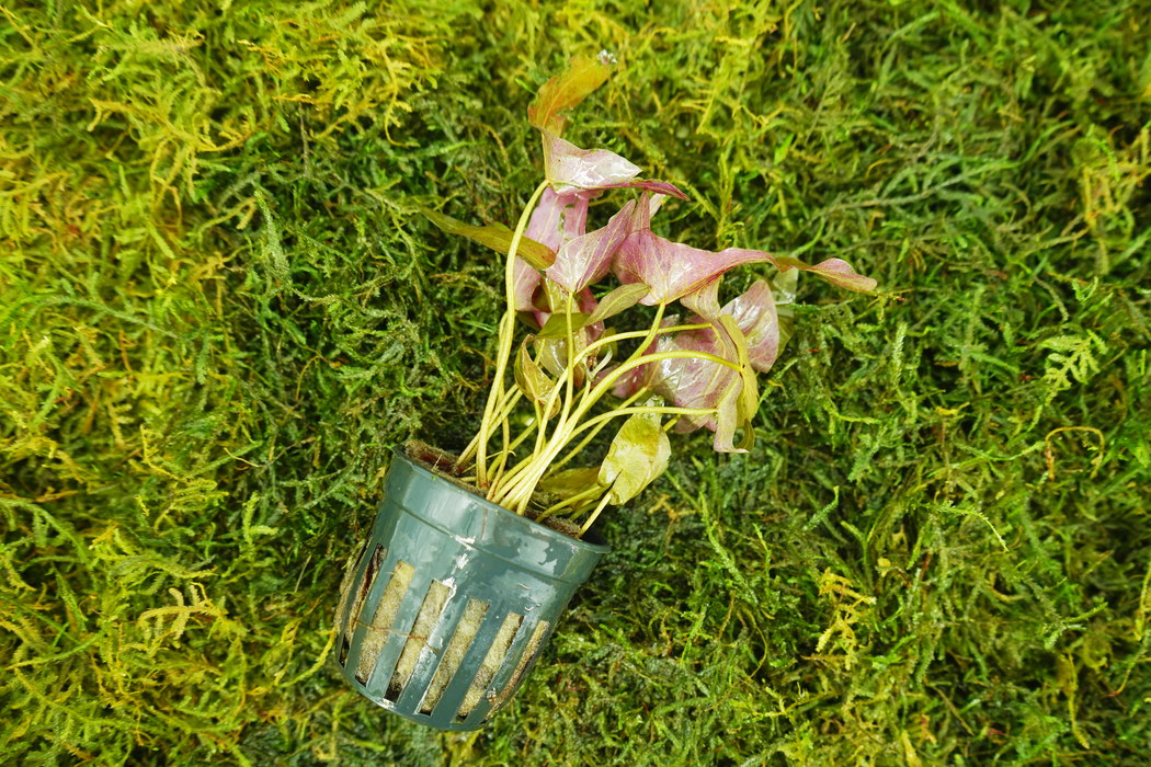 Nymphaea Rubra - Potted