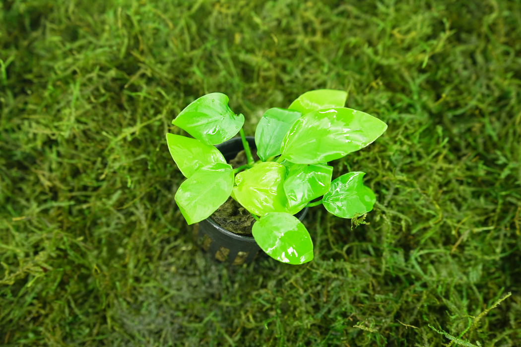 Anubias Species Golden - Potted